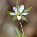 Слика од Sabulina tenuifolia subsp. tenuifolia