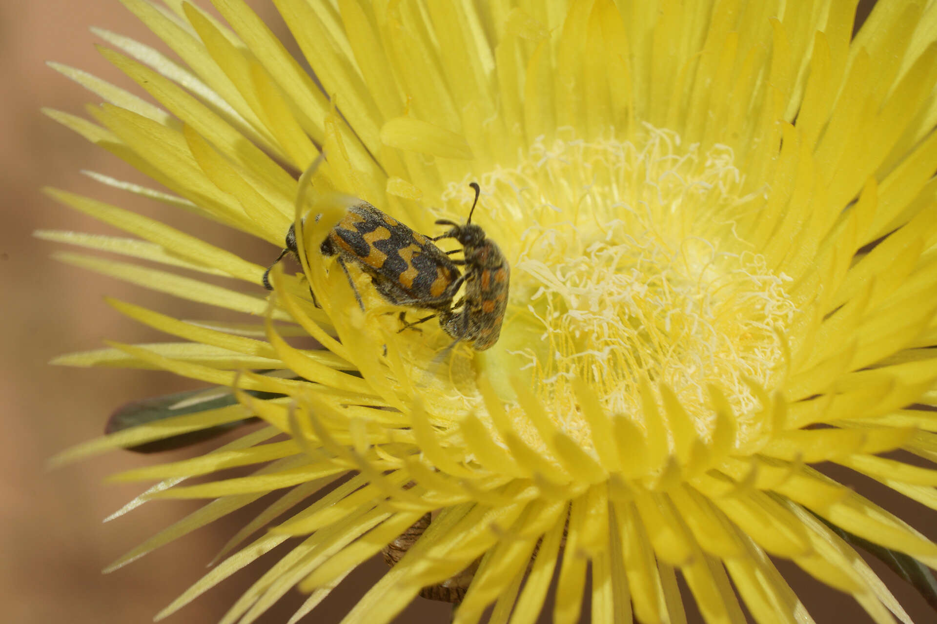 Image of Apatesia helianthoides (Ait.) N. E. Br.