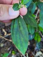 Image de Argythamnia candicans Sw.