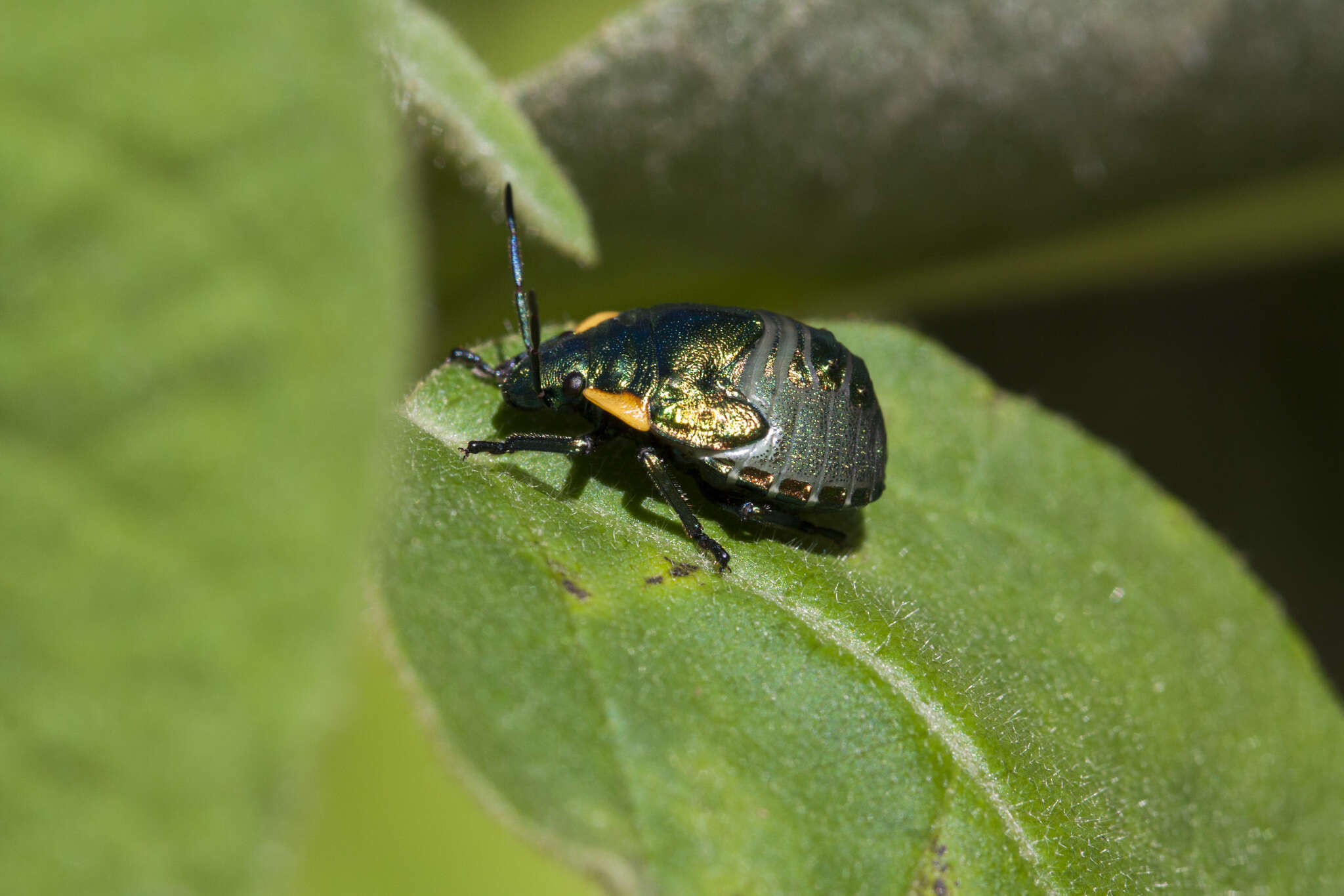 Image of Clown shield bug