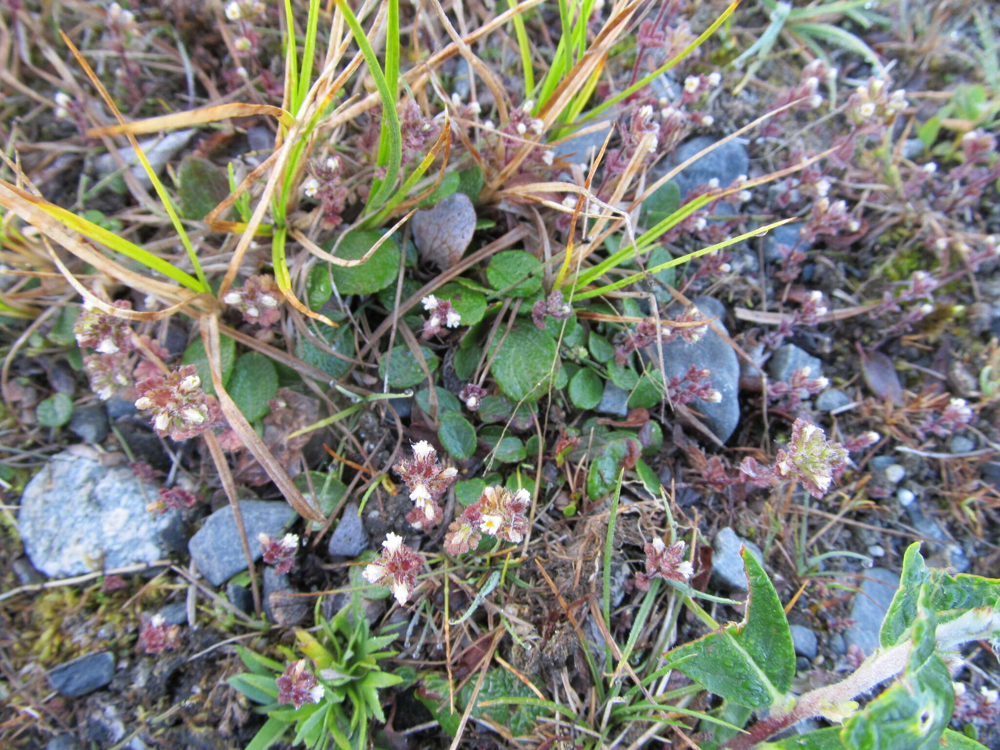 Imagem de Euphrasia subarctica Raup