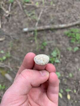 Image of Grooved Fingernail Clam