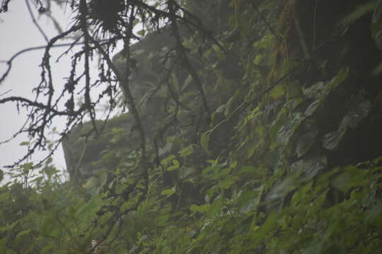 Image of Rusty-crowned Tit-Spinetail