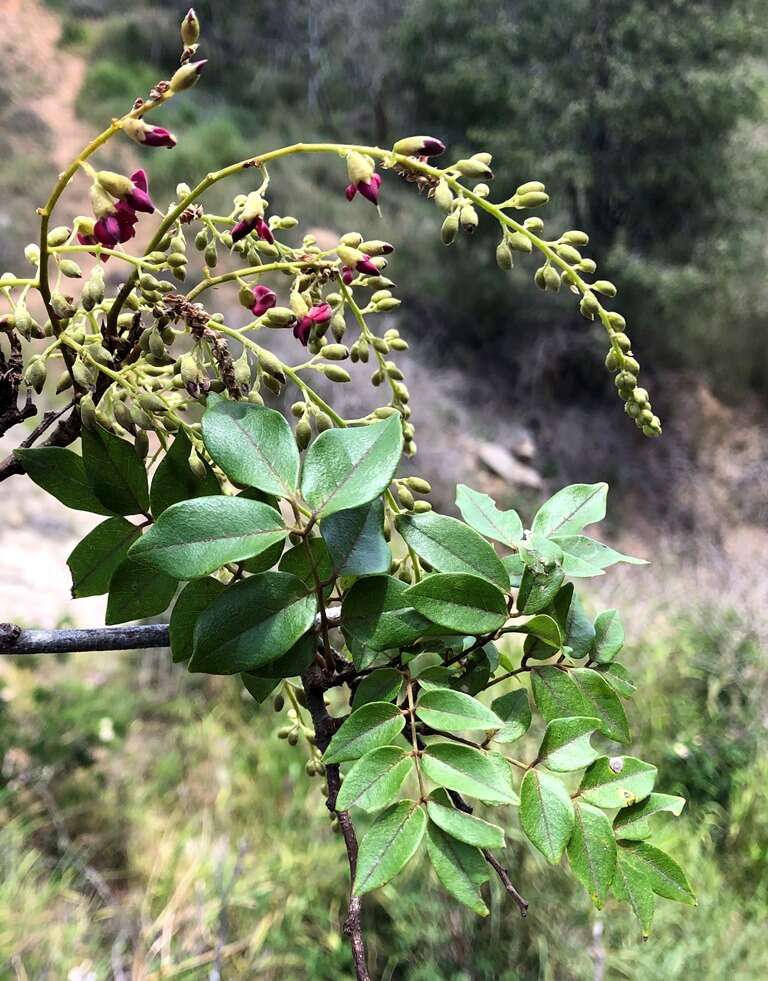 Plancia ëd Austrosteenisia blackii (F. Muell.) R. Geesink