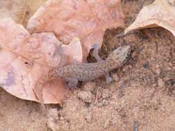 Image de Pachydactylus punctatus Peters 1854