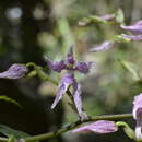 Image of Cyrtochilum alboroseum (Dalström) Dalström