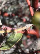 Image of Arctostaphylos purissima subsp. purissima