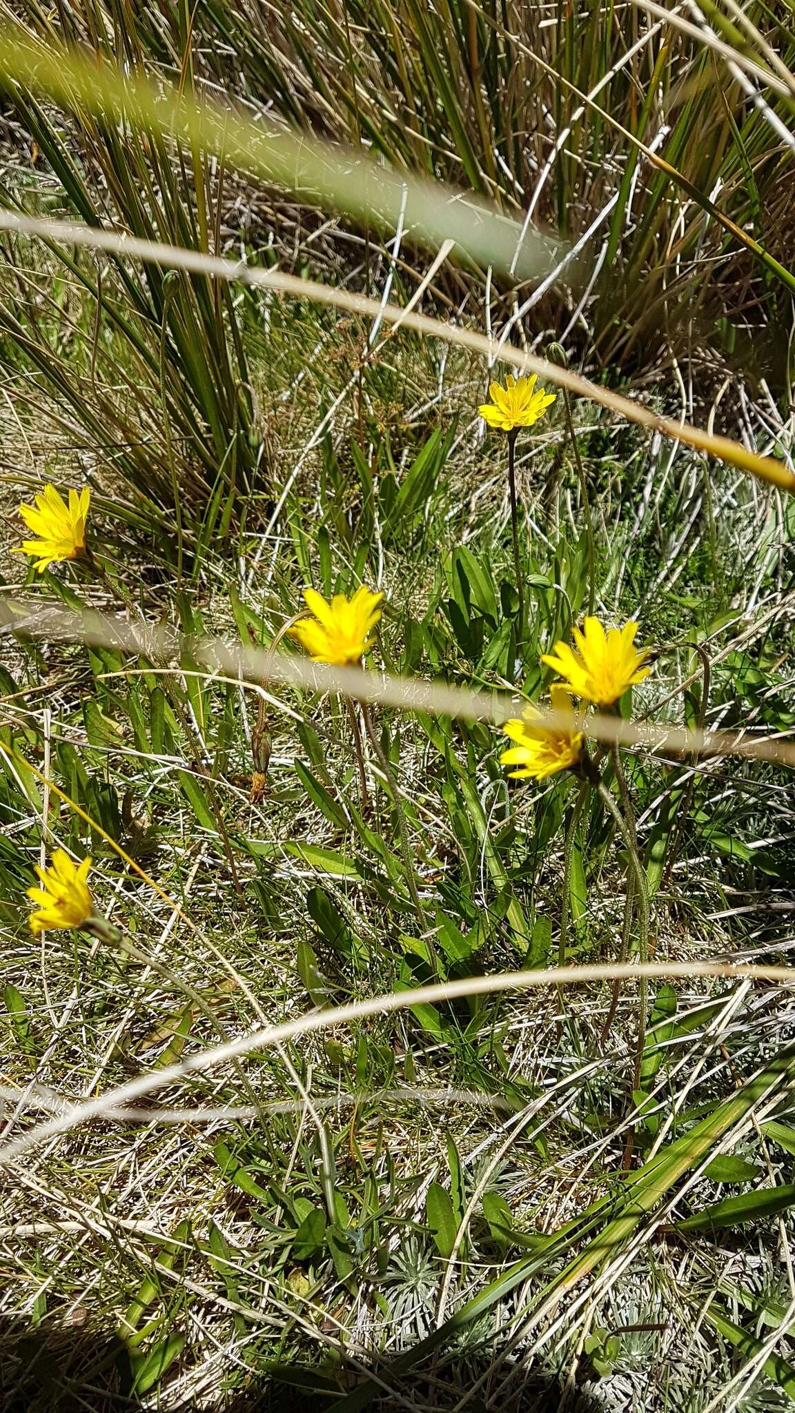 Microseris scapigera (Cunn.) Sch. Bip. resmi