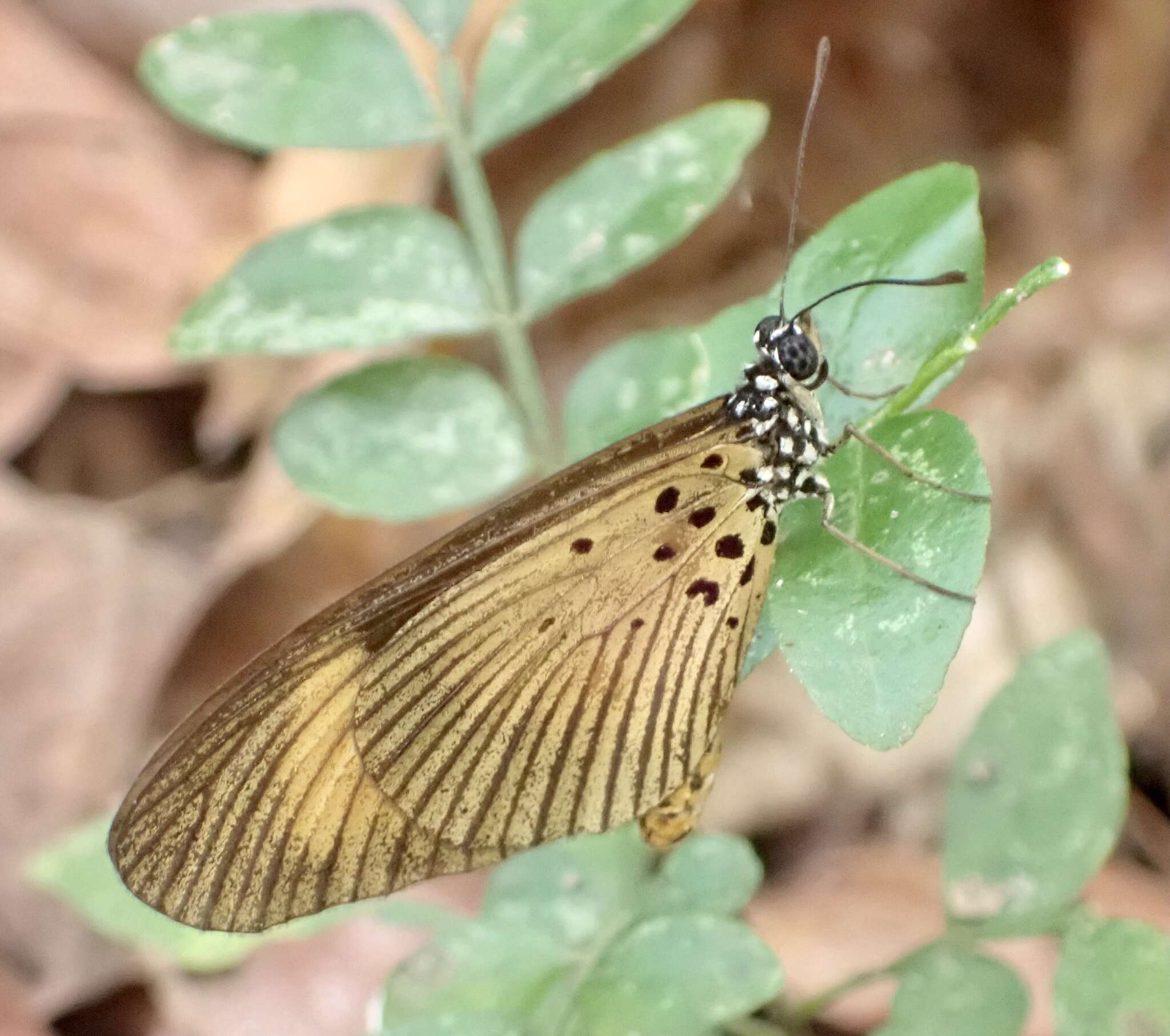 Image of Acraea alciope Hewitson 1852