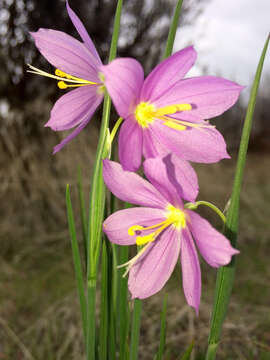 Image of Douglas' grasswidow