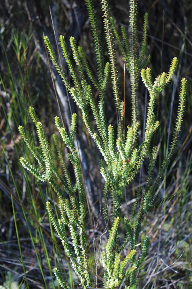 Image of Epacris pauciflora A. Rich.