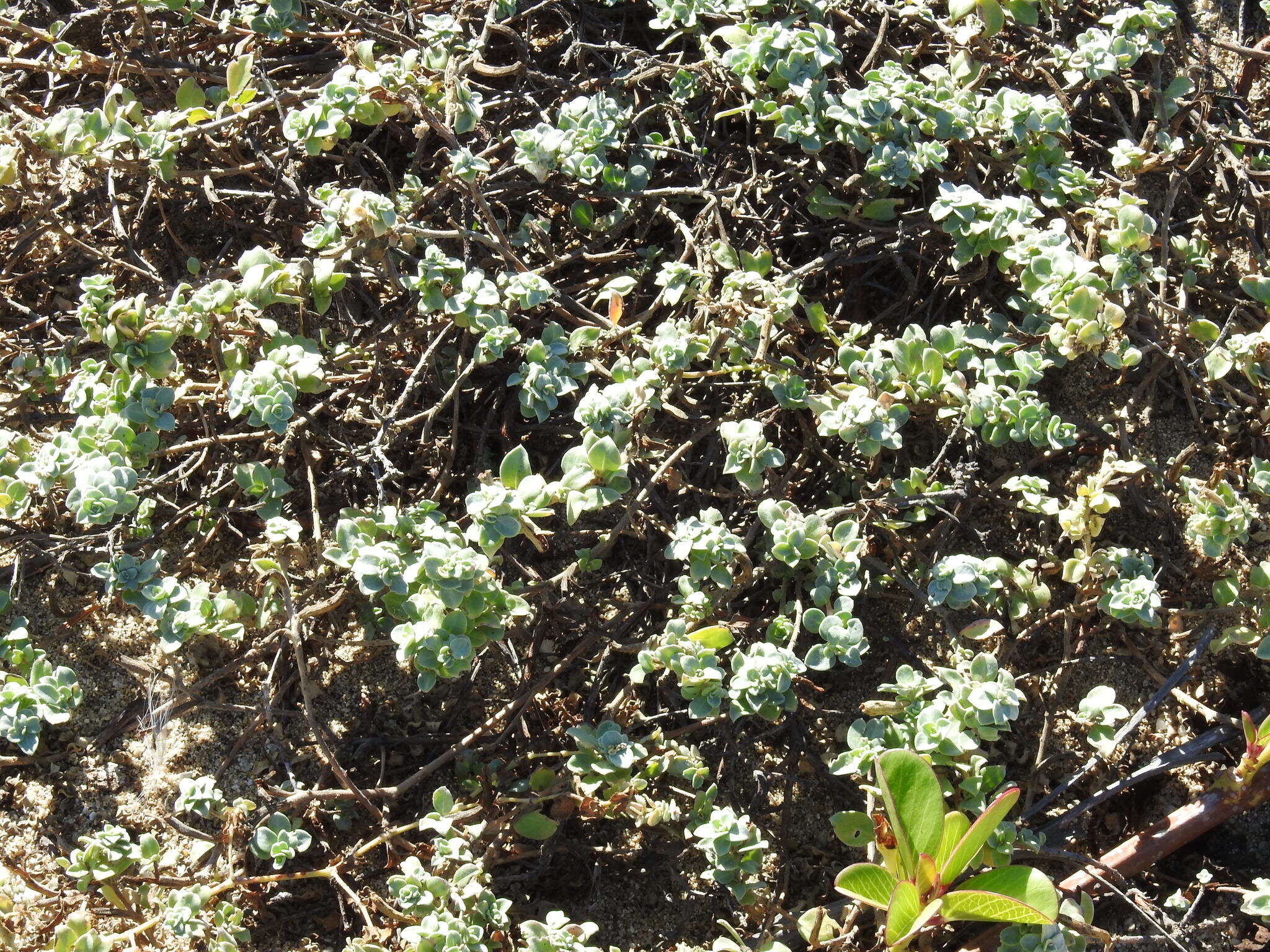 Image of Oenothera drummondii subsp. thalassaphila (Brandegee) W. Dietrich & W. L. Wagner