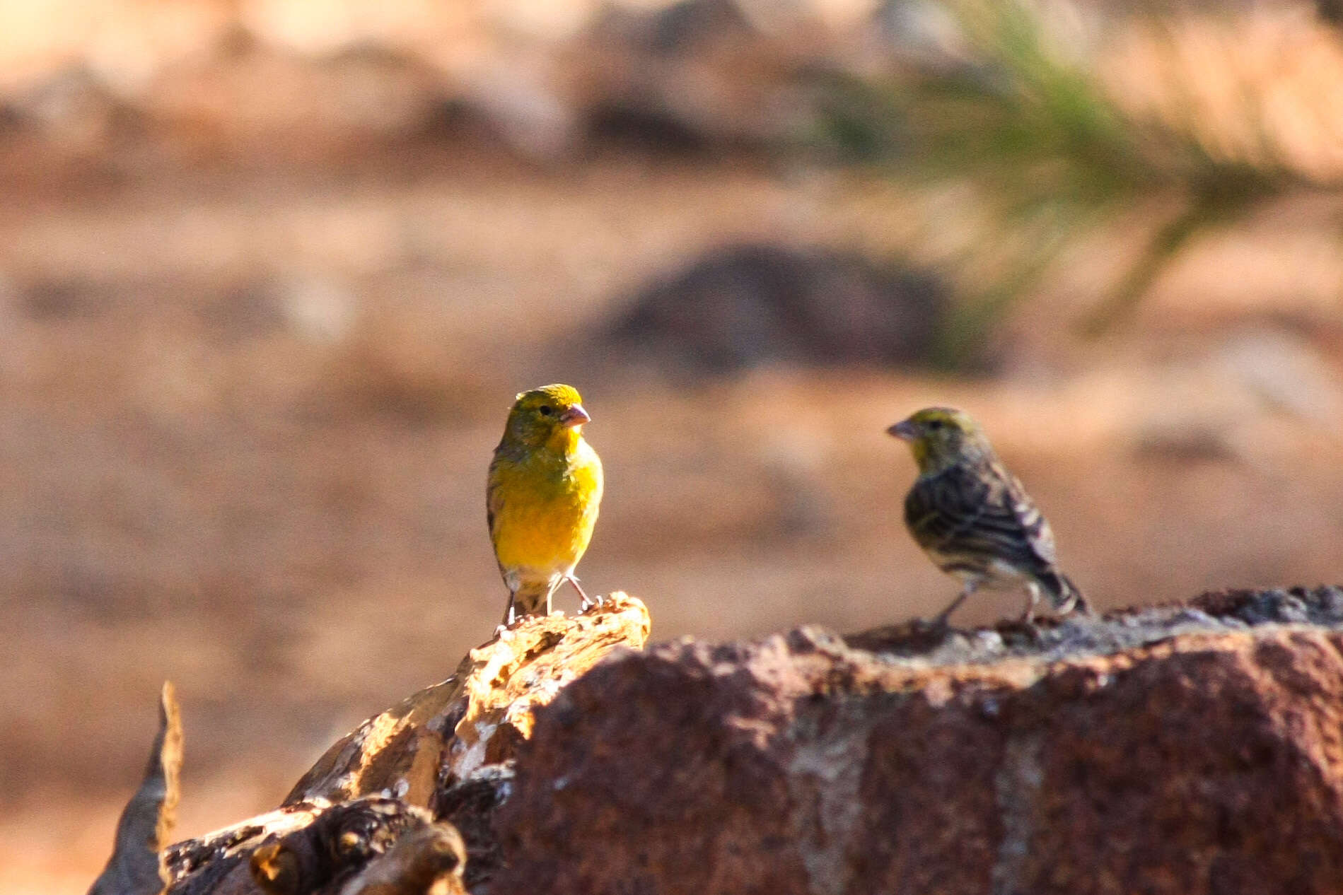 Image of Atlantic Canary