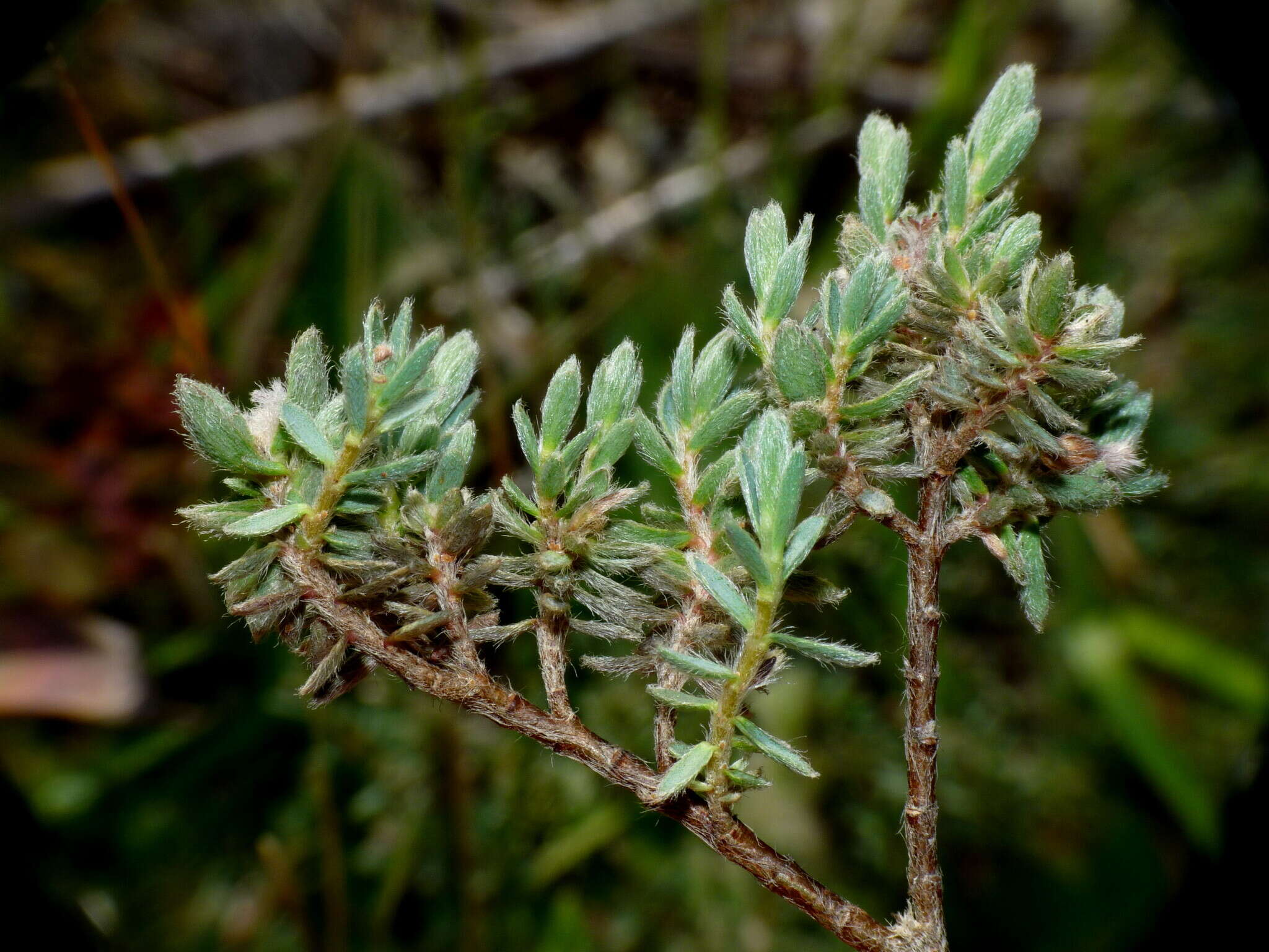 Image of Pimelea mesoa subsp. macra C. J. Burrows