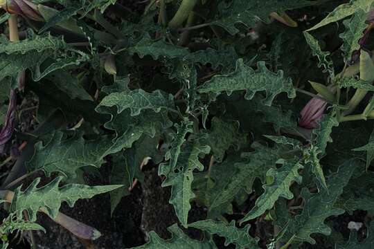 Image of Latin Thorn-Apple