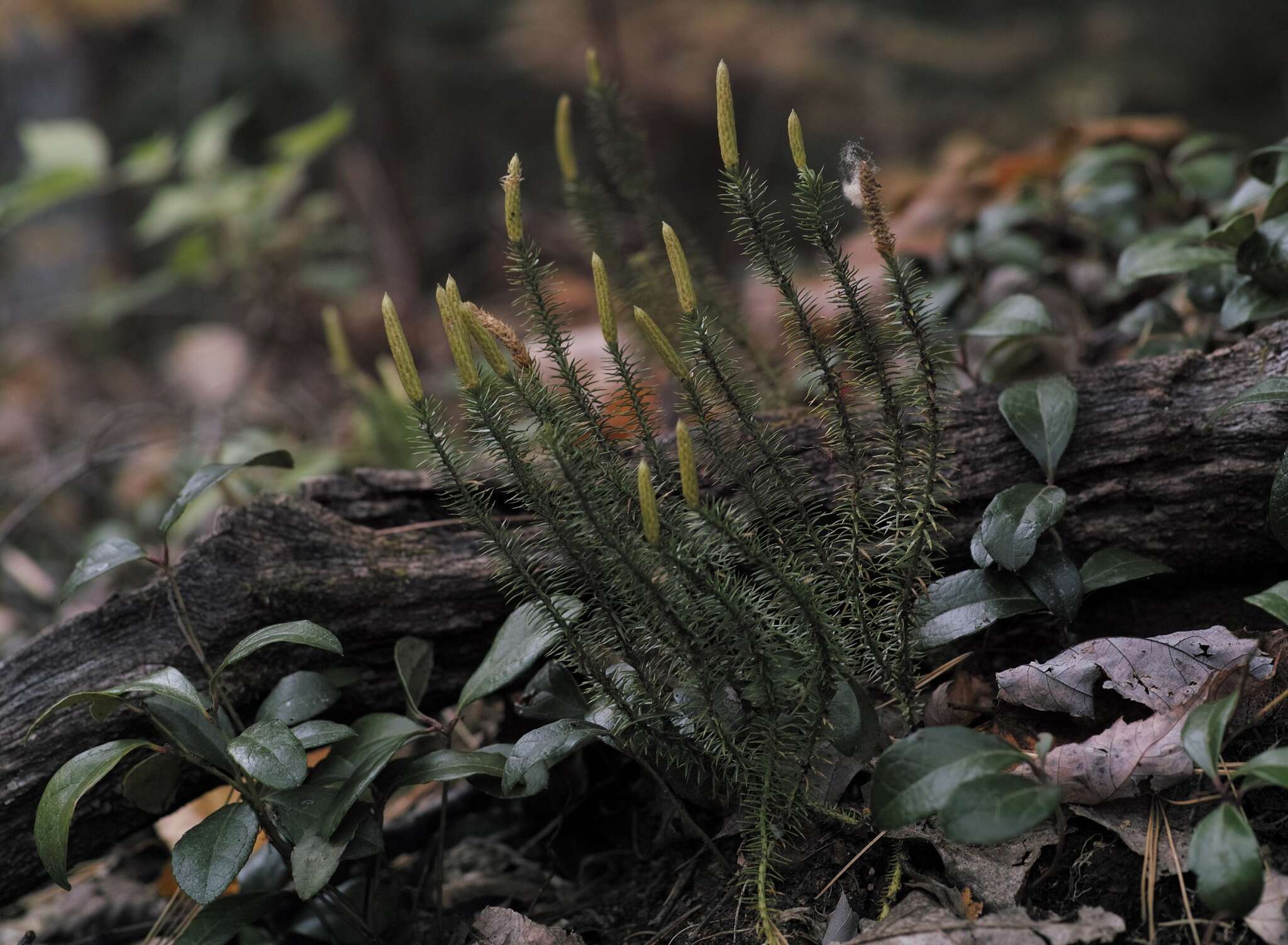 Image of Spinulum annotinum (L.) A. Haines