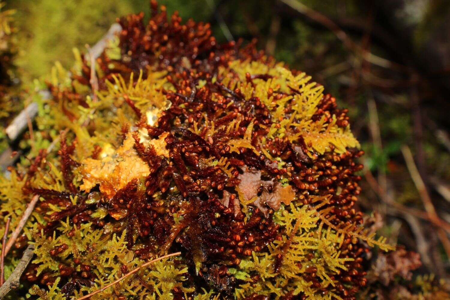 Image of Syzygiella colorata (Lehm.) K. Feldberg, Vána, Hentschel & Heinrichs