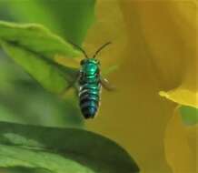 Image of Pseudaugochlora graminea (Fabricius 1804)