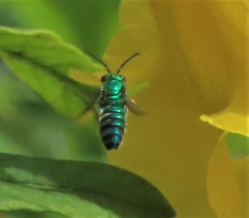 Image of Pseudaugochlora graminea (Fabricius 1804)