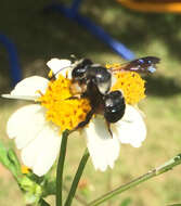 Image of Carpenter-mimic Leaf-cutter Bee