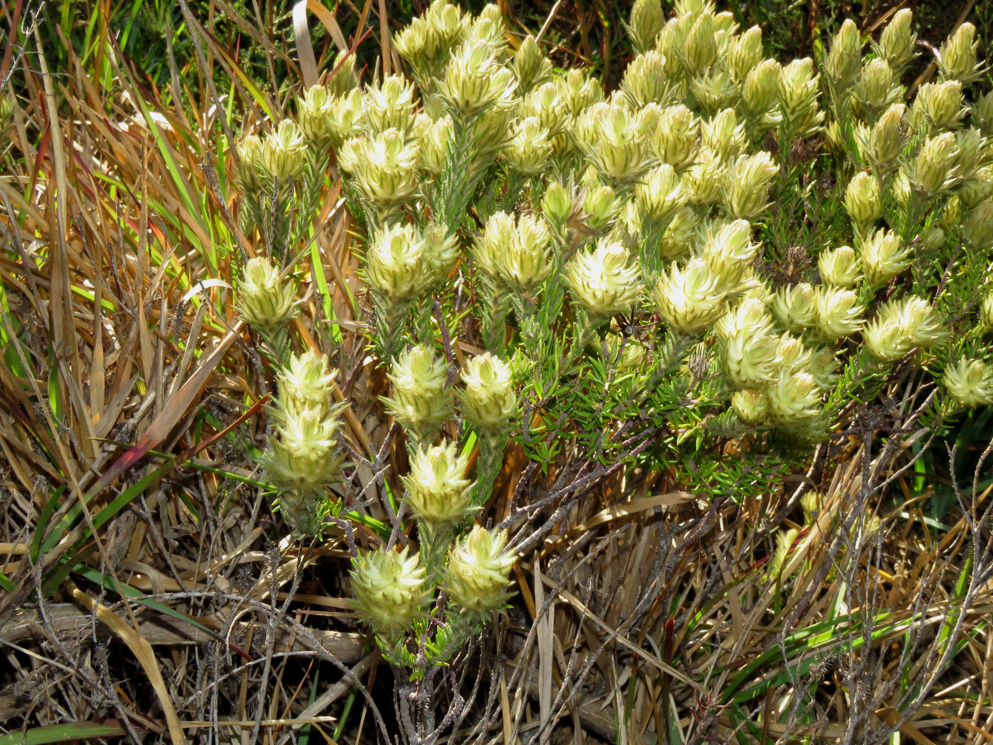 Image of Phylica plumosa var. plumosa