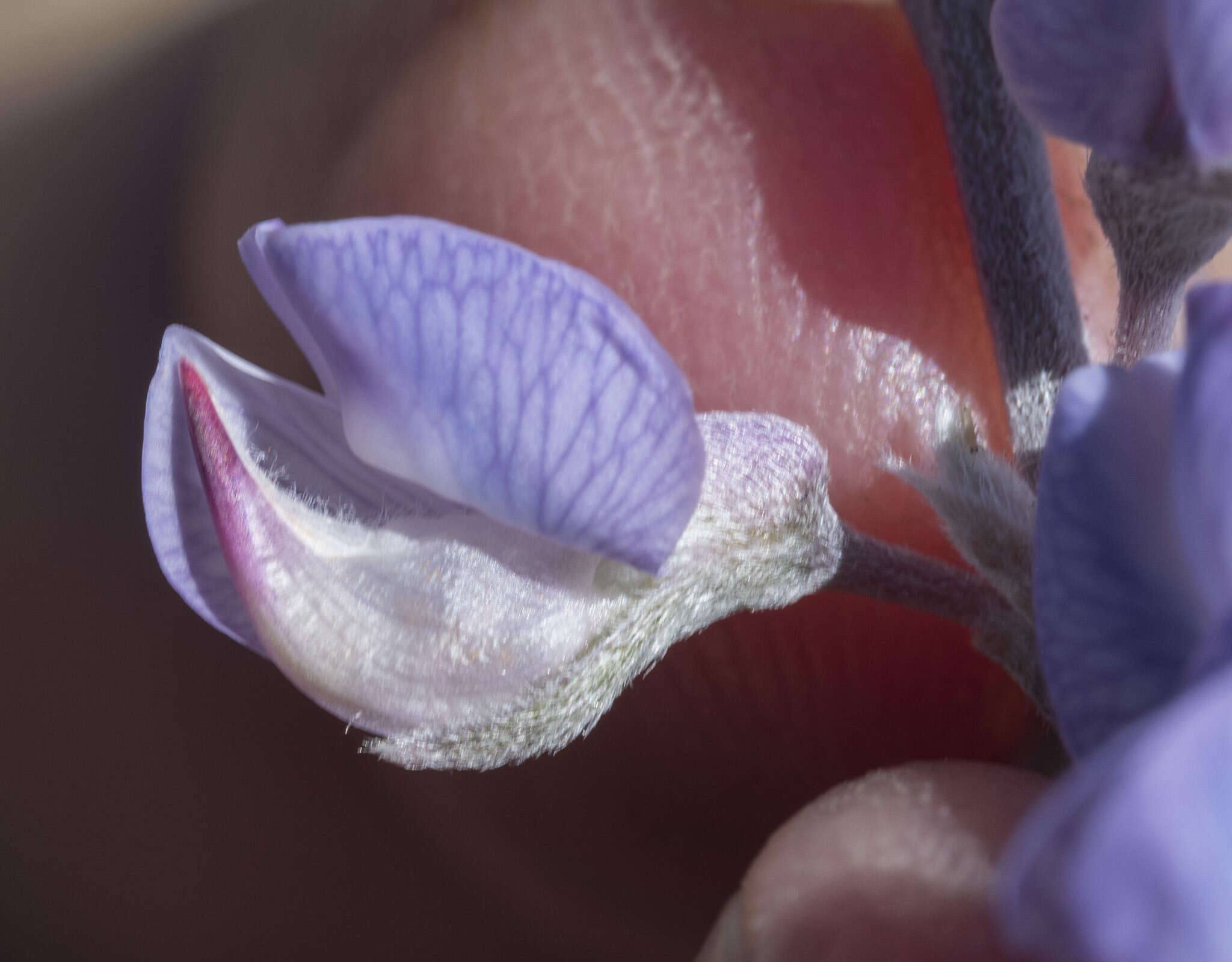 Sivun Lupinus argenteus var. utahensis (S. Watson) Barneby kuva