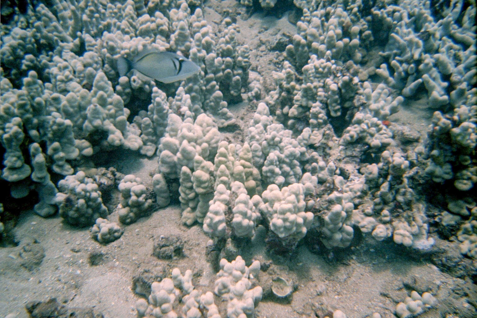 Image of Boomerang triggerfish