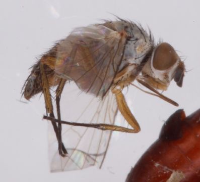 Image of <i>Siphona pauciseta</i> Rondani 1865
