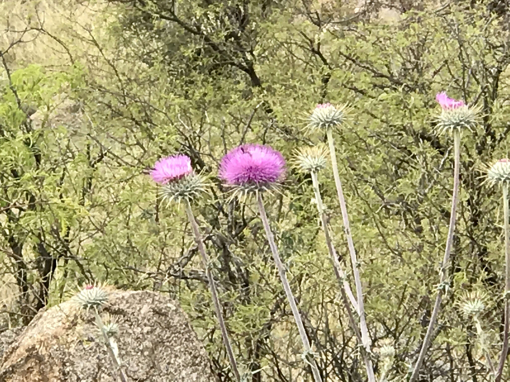 Imagem de Cirsium neomexicanum A. Gray