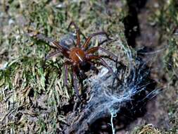 Image of Callobius olympus (Chamberlin & Ivie 1947)