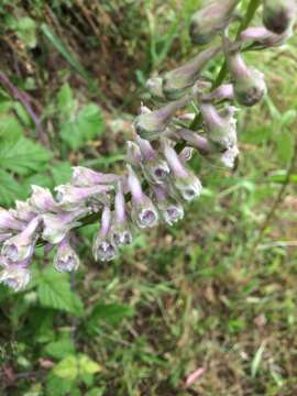 Image of California larkspur