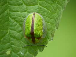 Слика од Physonota nitidicollis Boheman 1854