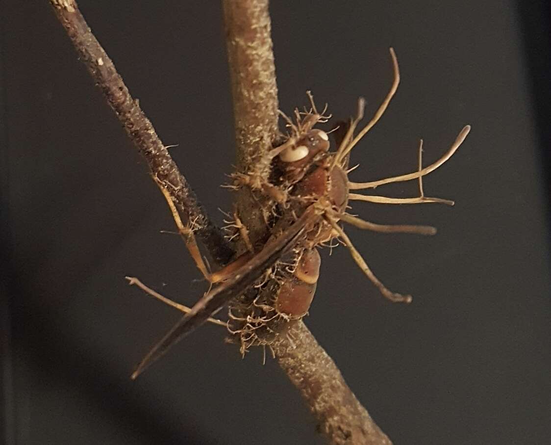 Image of Ophiocordyceps humbertii (C. P. Robin) G. H. Sung, J. M. Sung, Hywel-Jones & Spatafora 2007