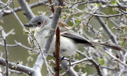 Слика од Vireo vicinior Coues 1866