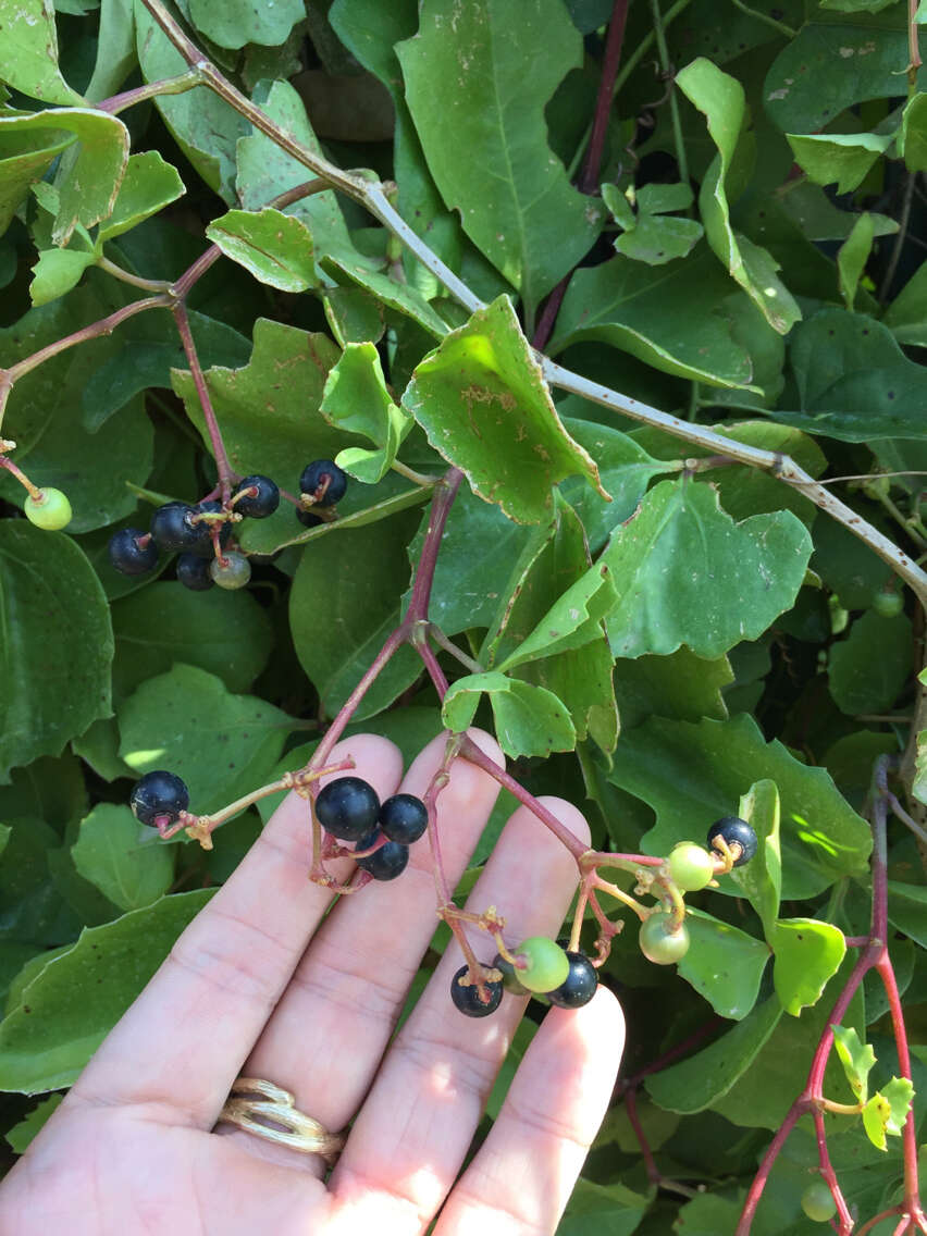 Cissus trifoliata (L.) L. resmi