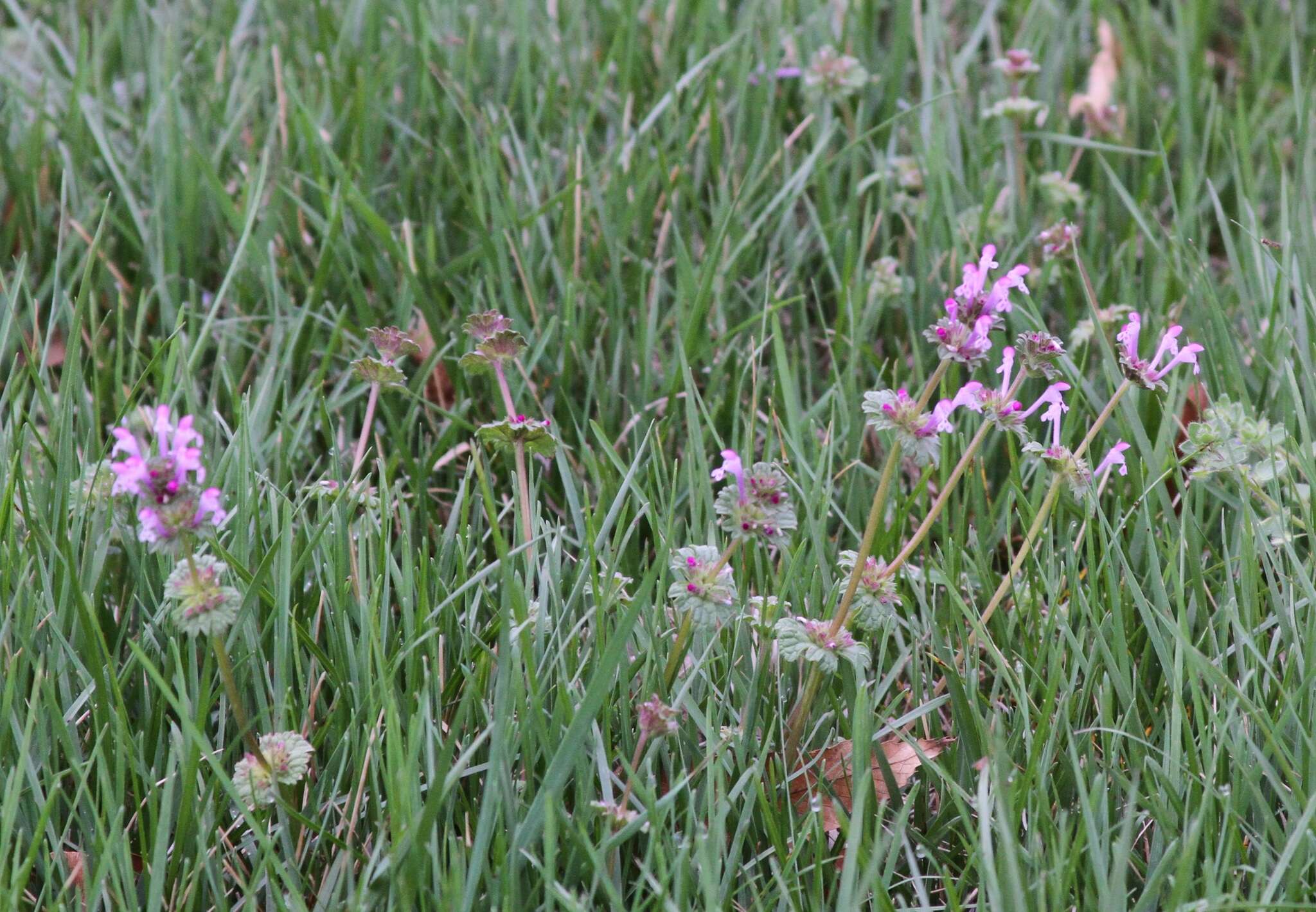 Image of common henbit