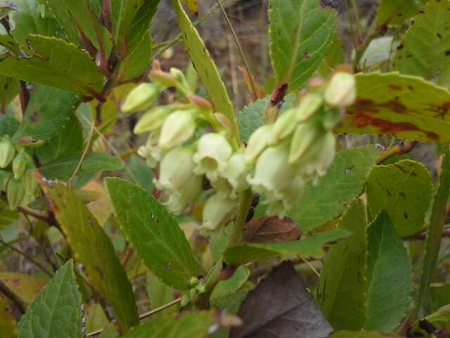 Image of Vaccinium exul Bolus