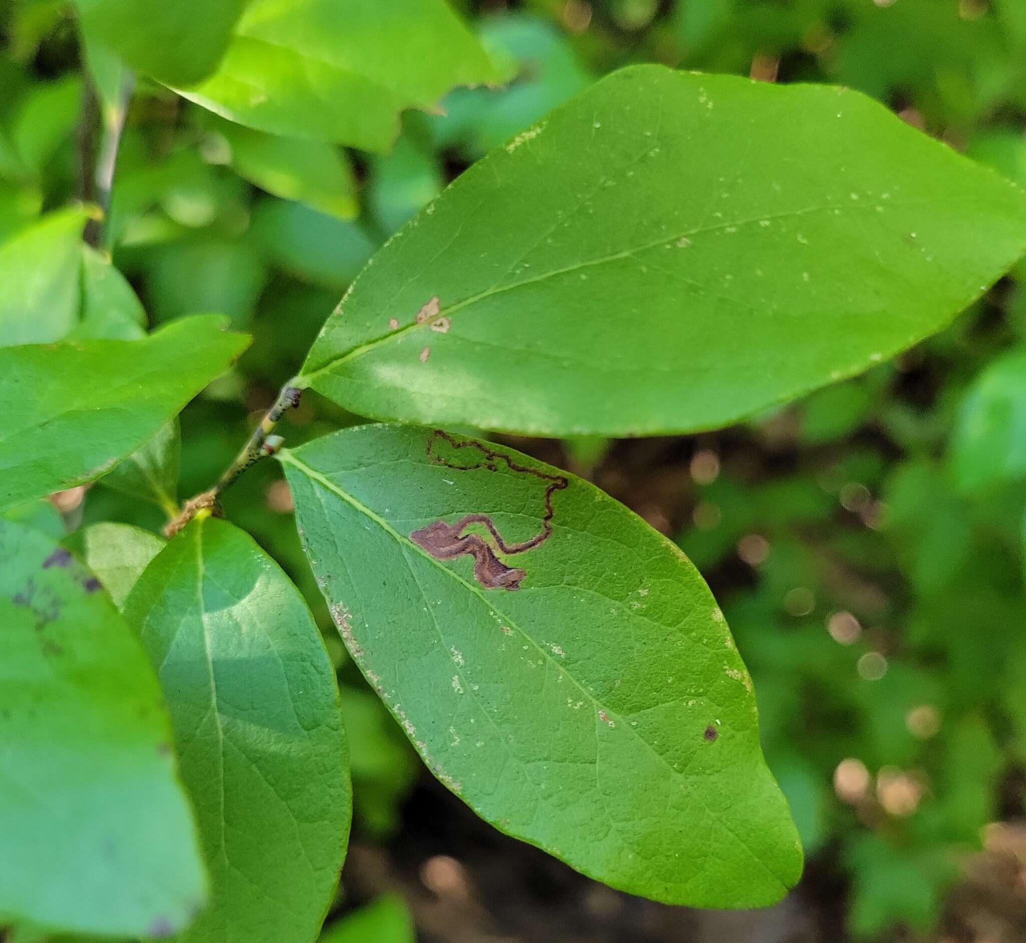 Image de Stigmella corylifoliella (Clemens 1861) Wilkinson et al. 1979