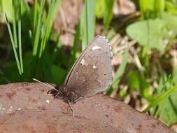 Image of Lapland Ringlet