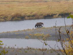 Image of Ursus arctos middendorffi Merriam 1896