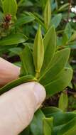 صورة Veronica bollonsii Cockayne