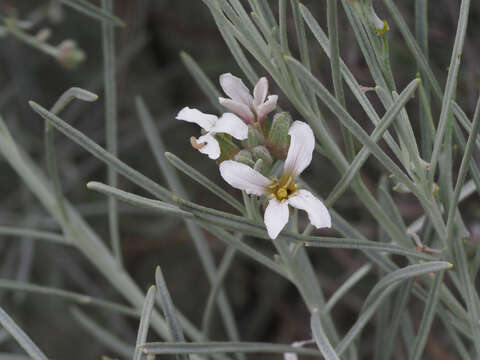 Image of Parolinia filifolia G. Kunkel