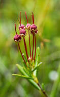 Image of bog laurel