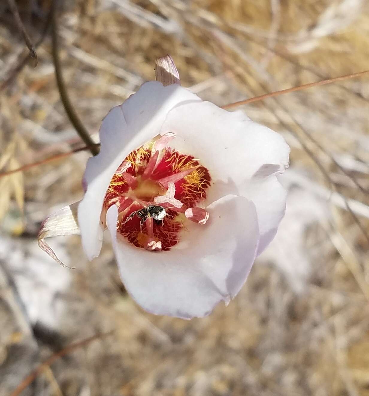 Calochortus simulans (Hoover) Munz resmi