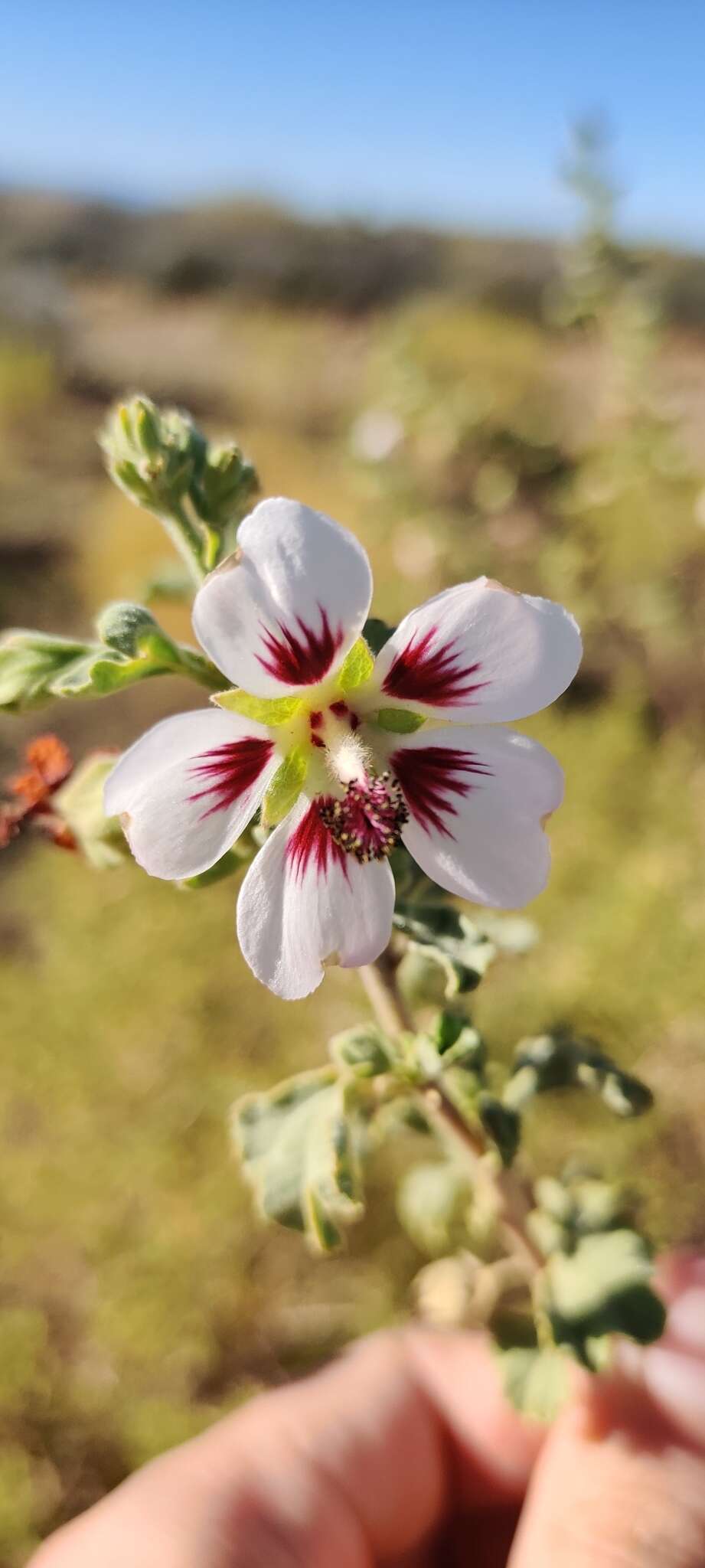 Image of Anisodontea triloba (Thunb.) D. M. Bates