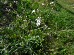 Image of garden baby's-breath