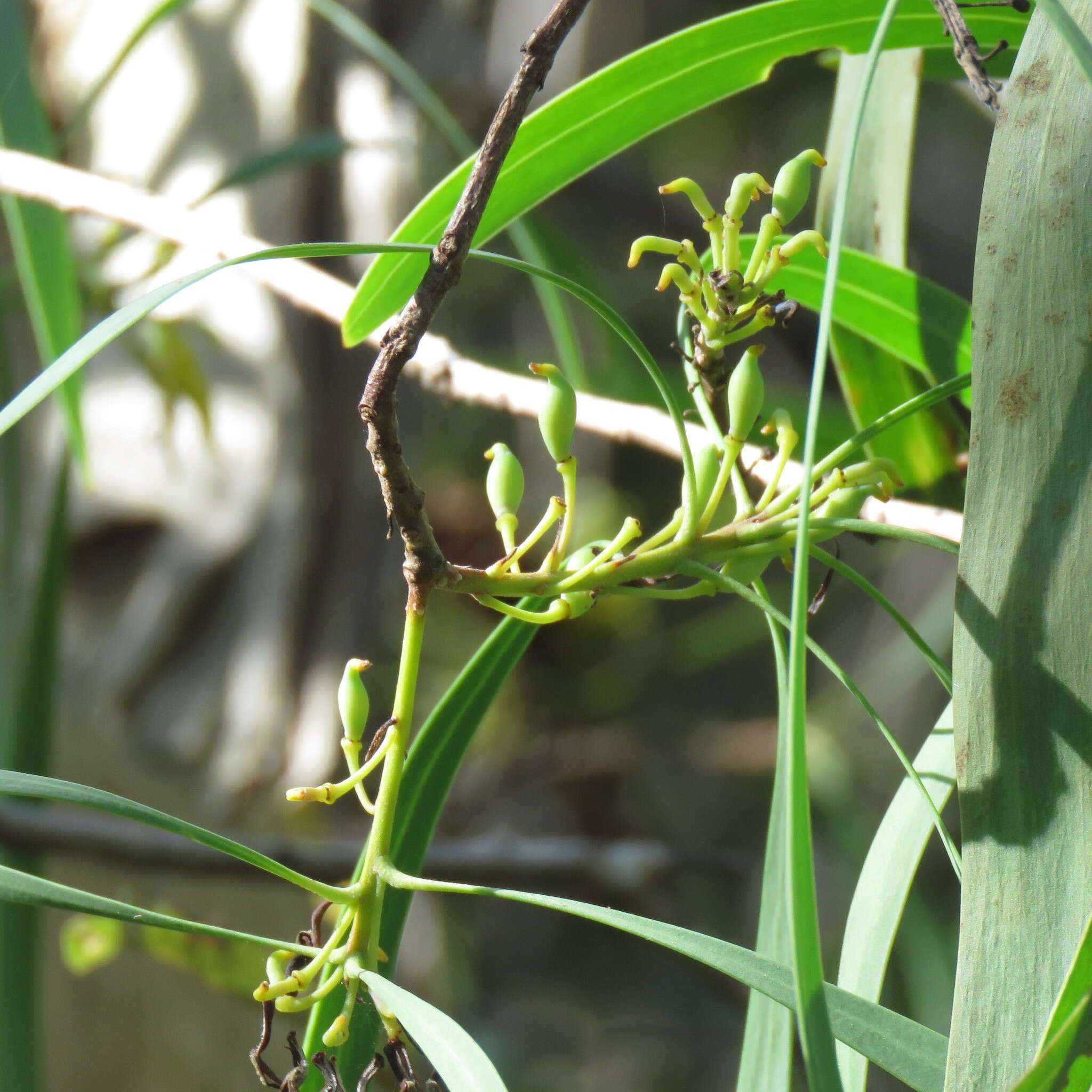 Imagem de Persoonia falcata R. Br.