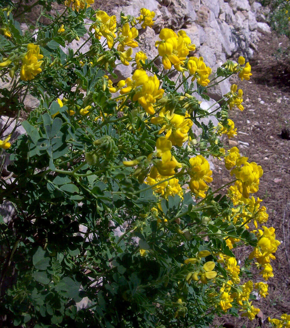 Image of Coronilla valentina subsp. glauca (L.) Batt.