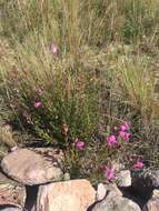 صورة Agalinis genistifolia (Cham. & Schltdl.) W. G. D' Arcy