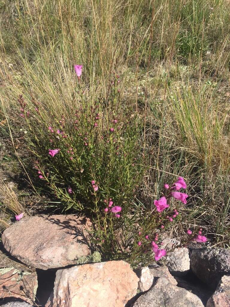 صورة Agalinis genistifolia (Cham. & Schltdl.) W. G. D' Arcy